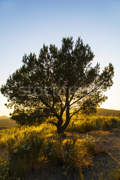 寂寞 樹 日落 天空 木 抽象 商業照片 © meinzahn