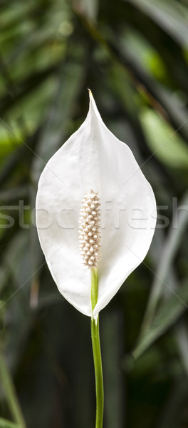 white lily Stock photo © meinzahn