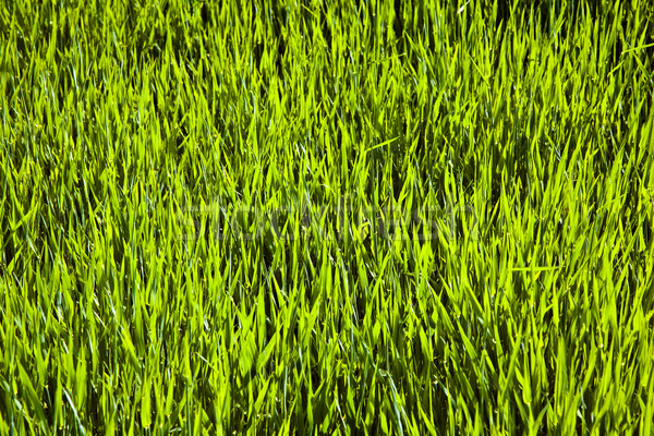 fresh green grass  Stock photo © meinzahn