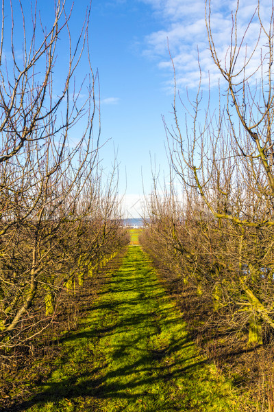 [[stock_photo]]: Verger · de · pommiers · printemps · paysage · santé · fond