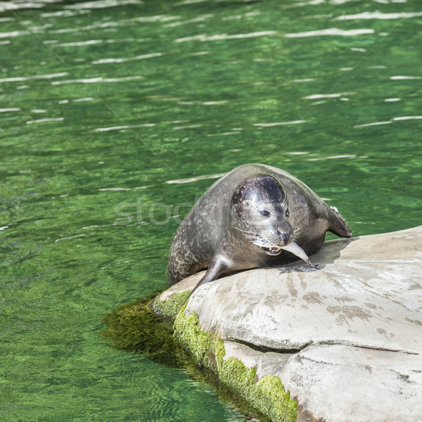 sea lion eating a fish Stock photo © meinzahn