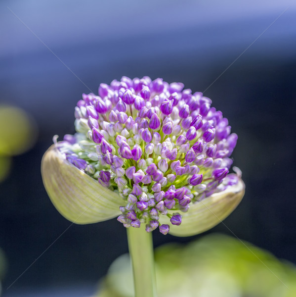 pink Allium sphaerocephalon Stock photo © meinzahn