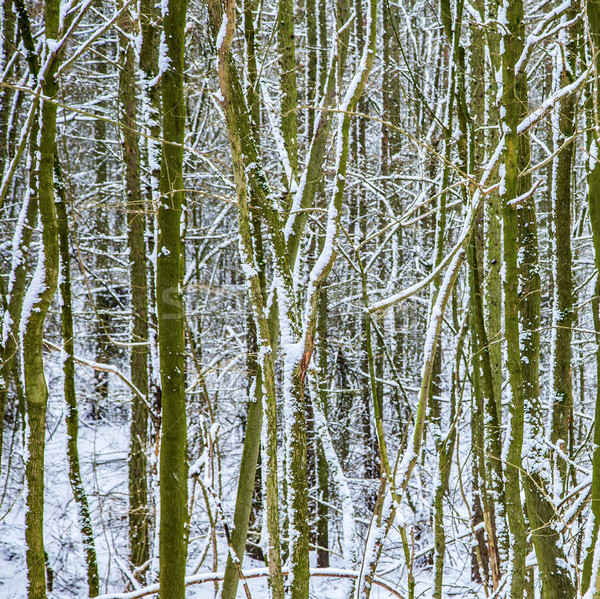 trees with snow in forest Stock photo © meinzahn