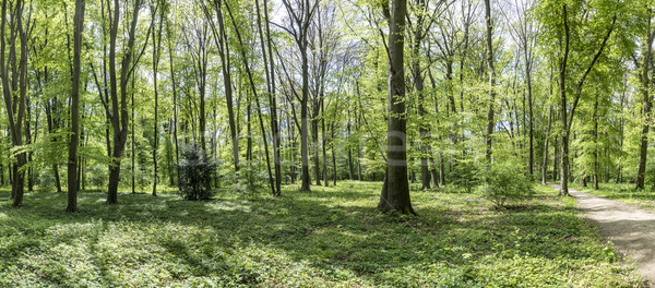 forest in the park of wilhelmsbad Stock photo © meinzahn