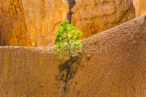 beautiful landscape in Bryce Canyon with magnificent Stone forma Stock photo © meinzahn