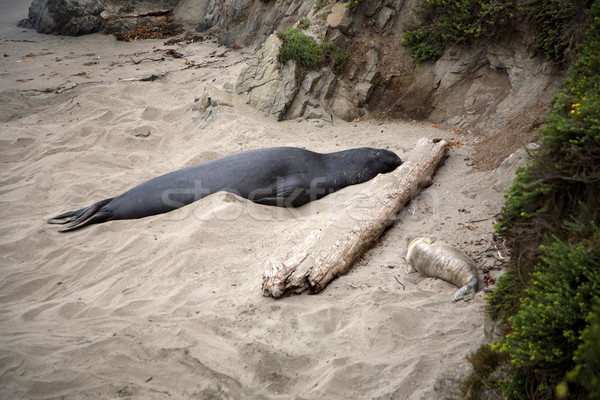 Stock photo: male Seelion at the beach