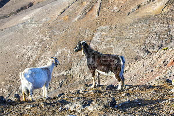 goats in the mountains of Lanzarote Stock photo © meinzahn