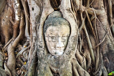 buddhas head in Mahathat temple is covered by roots Stock photo © meinzahn