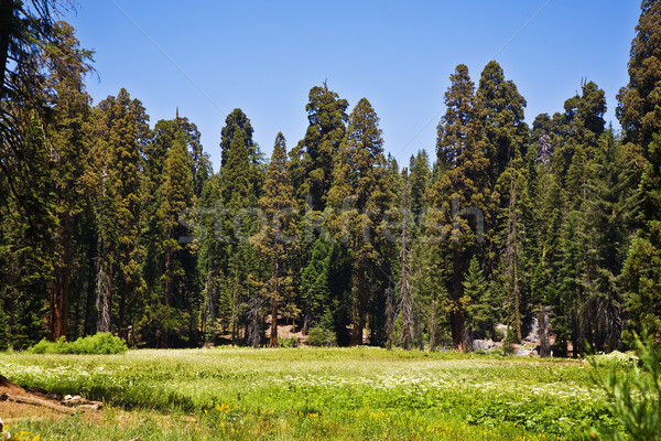 famous big sequoia trees are standing in Sequoia National Park Stock photo © meinzahn