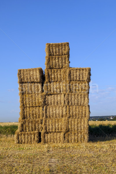 Stock photo: Hay bales in a field after the fresh harvest under blue sky