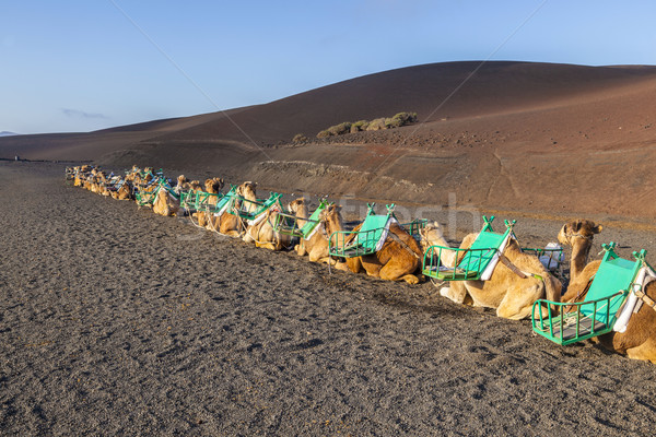 camels at Timanfaya national park in Lanzarote wait for tourists Stock photo © meinzahn