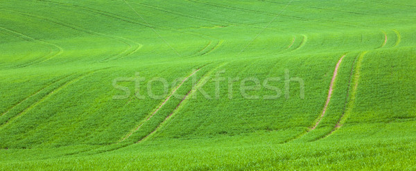 marks in the green field Stock photo © meinzahn