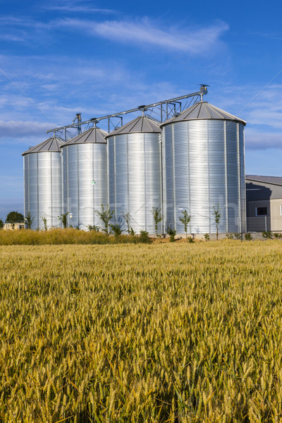 four silver silos in corn field Stock photo © meinzahn