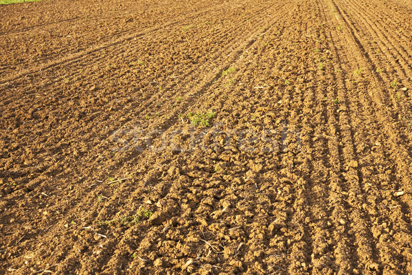 Background of newly plowed field  Stock photo © meinzahn