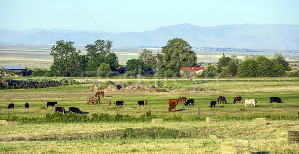 cows grazing at the meadow with green grass Stock photo © meinzahn