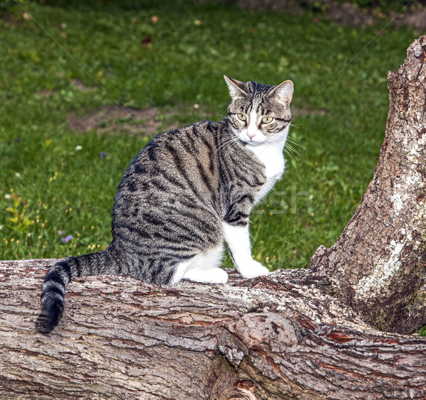 cat watching and hunting by night Stock photo © meinzahn