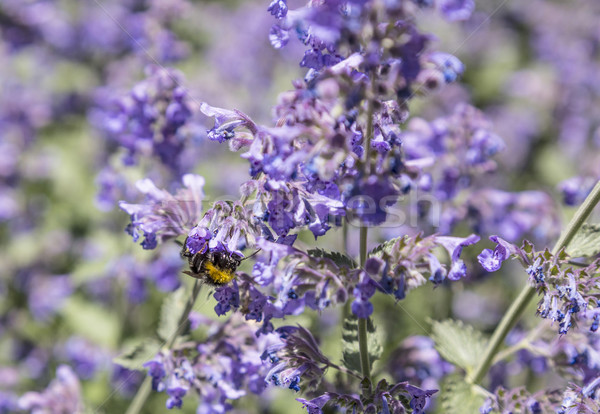Méh virág tavasz Stock fotó © meinzahn
