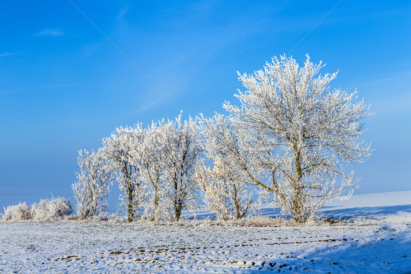 Stok fotoğraf: Beyaz · buz · gibi · ağaçlar · kar · kapalı · manzara
