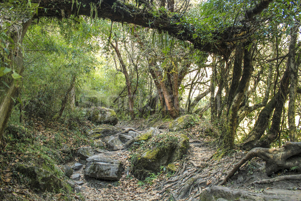 Szlak Nepal sceniczny drzew korzenie drzewo Zdjęcia stock © meinzahn