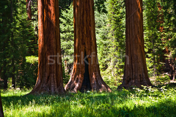 Faimos mare sequoia copaci în picioare parc Imagine de stoc © meinzahn