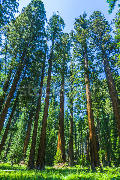 Sequoia copac pădure parc vechi urias Imagine de stoc © meinzahn