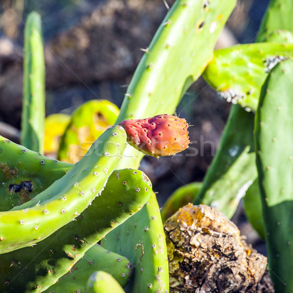 Zielone Kaktus szczegół żywności charakter Zdjęcia stock © meinzahn