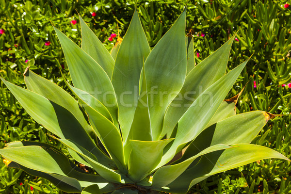 green agave plant  Stock photo © meinzahn