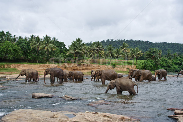 flock of elephants in the river  Stock photo © meinzahn
