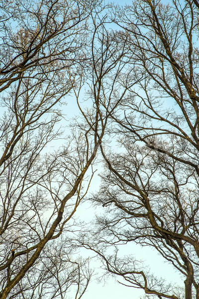 Siluetas roble árboles cielo madera forestales Foto stock © meinzahn