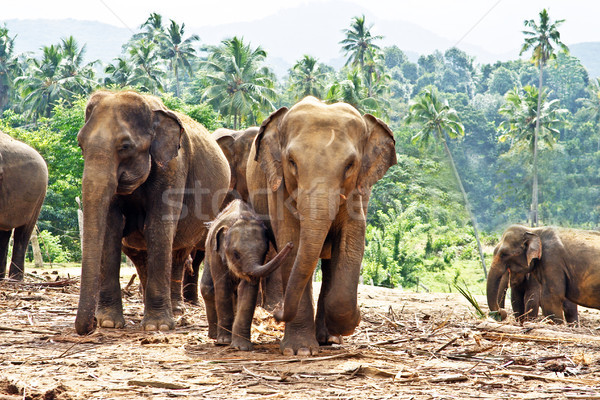 elefant family in open area Stock photo © meinzahn