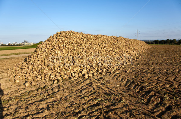 acres with sugar beets  Stock photo © meinzahn