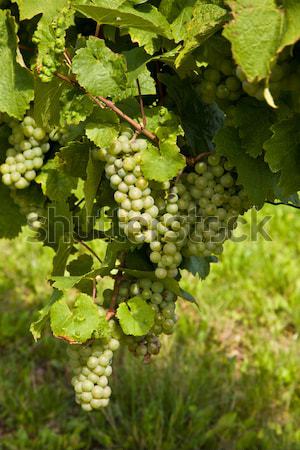 Weinrebe Trauben Haufen Natur Blatt Garten Stock foto © meinzahn