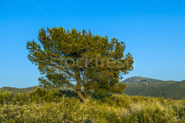 Solitario árbol puesta de sol cielo madera resumen Foto stock © meinzahn