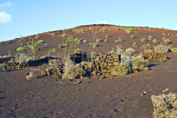 vegetation in vulcanic area in Lanzarote Stock photo © meinzahn