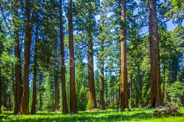 óriásfenyő fa erdő híres nagy fák Stock fotó © meinzahn