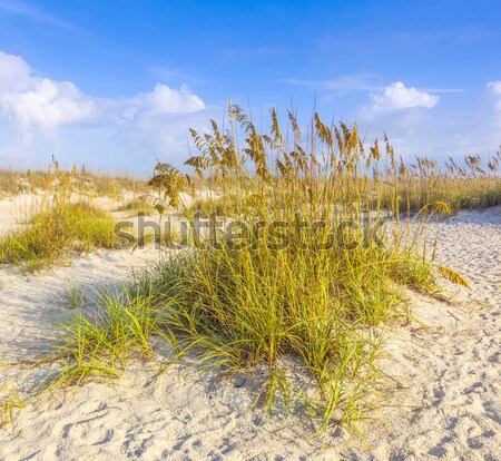 grass at the beach on dune with blue sky Stock photo © meinzahn