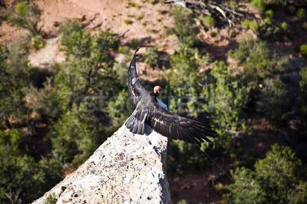 vulture in the Great Canyon near Maricopa Point with homing devi Stock photo © meinzahn