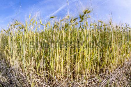 spica of wheat in corn field Stock photo © meinzahn