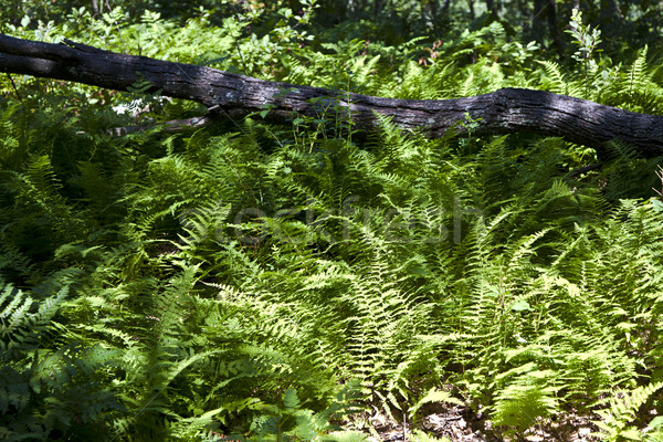 Beautiful fern in dense forest  Stock photo © meinzahn