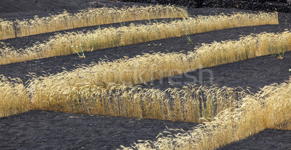 field on volcanic soil with golden row of corn in Lanzarote Stock photo © meinzahn