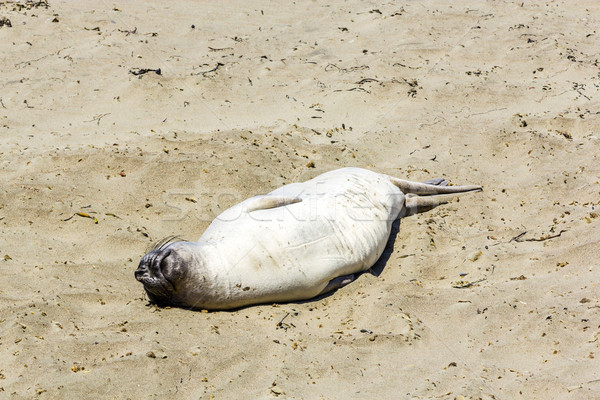 Sealion  relaxes and sleeps at the sandy beach Stock photo © meinzahn