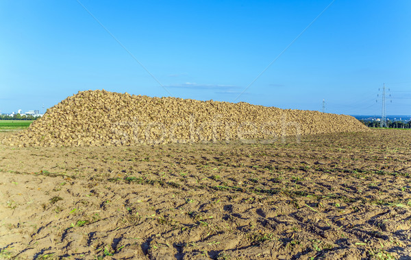 acres with sugar beets after harvest in golden light Stock photo © meinzahn