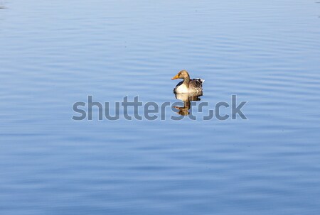 ducks enjoy the lake in the english garden  Stock photo © meinzahn