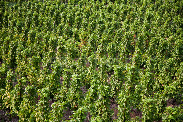 vineyards at the hills of the river Mosel edge in summer with fr Stock photo © meinzahn