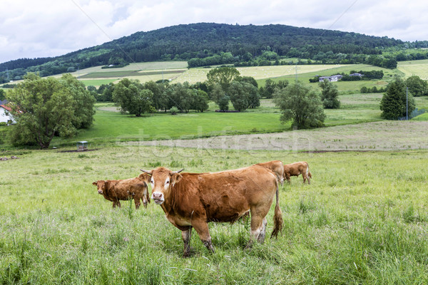 商业照片: 棕色 ·牛· 步行 · 绿色 · 草地 · 性质