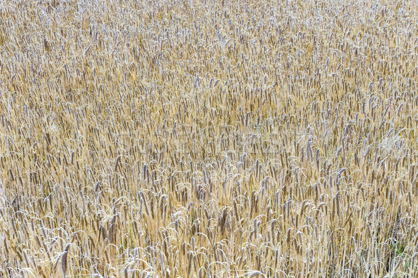 Pattern maturo mais campo dettaglio salute Foto d'archivio © meinzahn