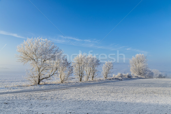Weiß icy Bäume Schnee bedeckt Landschaft Stock foto © meinzahn