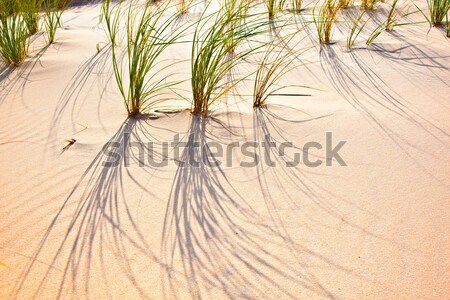 Vânt iarbă dune de nisip plajă textură nori Imagine de stoc © meinzahn