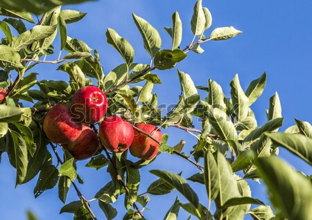 Olgun elma mavi gökyüzü gıda elma Stok fotoğraf © meinzahn