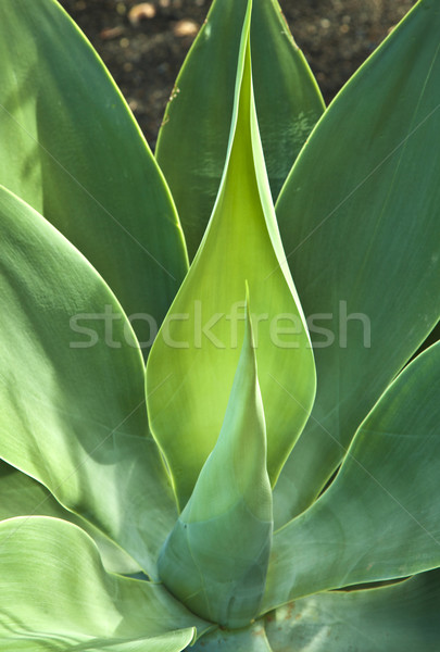 Aloe növény agavé természetes napfény természet Stock fotó © meinzahn